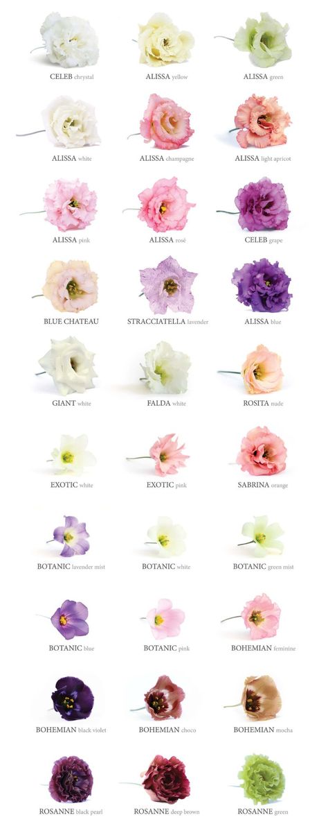 Listhanthus Flowers, Lisianthus Flower Bouquet, Liziantusz Flower, Lisanthius Bouquet, Lisianthus Plant, Most Beautiful Flowers In The World, Runuculous Flower, Lisanthius Flowers, Stock Flower Bouquet