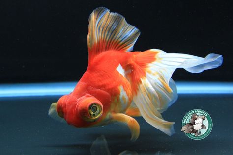 Kitchen Aquarium, Oranda Fish, Telescope Goldfish, Goldfish Drawing, Animal Art Reference, Fish References, Aquarium Goldfish, Fish Project, Drawing Fish