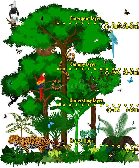 Rainforest Facts For Kids, Rainforest Facts, Amazon Rainforest Animals, Rainforest Project, Planting For Kids, Rainforest Plants, Amazon Forest, Rainforest Animals, Nocturnal Animals