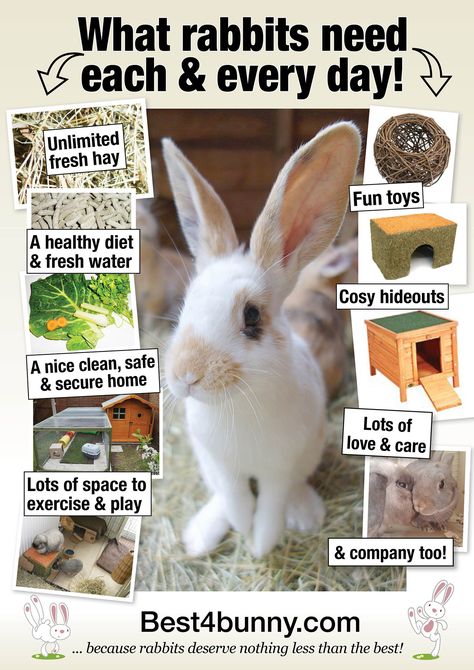 What rabbits need every day! It's not that much, but it's more than most people think. Bunny Care Tips, Pet Rabbit Care, Rabbit Farm, Bunny Hutch, Bunny Room, Raising Rabbits, Pet Bunny Rabbits, Indoor Rabbit, Bunny Care