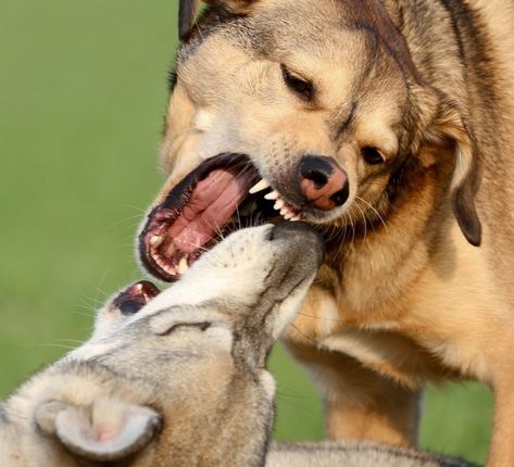 Protective Behavior in Dogs - Protection vs. Aggression - http://www.dogvills.com Dog Training Aggression, Protective Behaviours, Dog Attack, Aggressive Dog, Dog Biting, Dog Obedience, Dog Barking, Dog Behavior, Dog Trainer