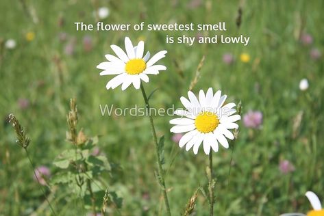 William Wordsworth: the flower of sweetest smell is shy and lowly Smell Quotes, William Wordsworth Quotes, English Flowers, William Wordsworth, Sweet Smell, Quote Poster, Aesthetic Words, Faith Inspiration, Literary Quotes