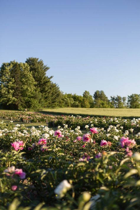 A Wisconsin Peony Farm Peony Farm, Travel Wisconsin, Purple Peonies, Wisconsin Travel, Front Lawn, Cheap Travel, Travel Instagram, Flower Farm, Flower Field