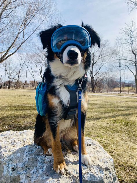 Border collie/ Aussie rockin his rexspecs Aussie Service Dog, Border Collie Service Dog, Canine Odyssey, Border Collie Aussie, Tactical Dog Gear, Border Collie Training, Psychiatric Service Dog, Service Dogs Gear, Dog Sketch