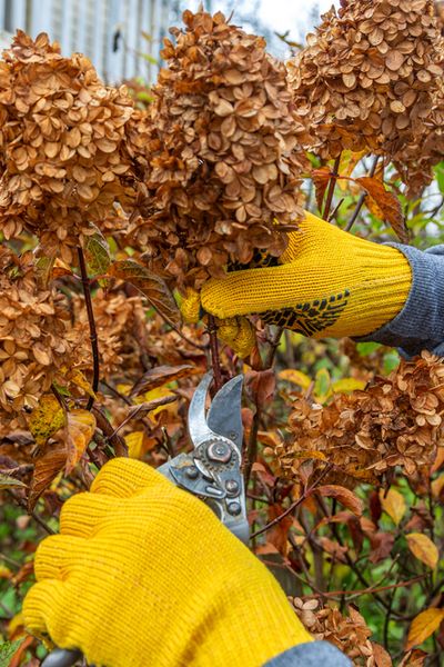 Hydrangea Winter Care, Hydrangea Plant Care, When To Prune Hydrangeas, Prune Hydrangeas, Pruning Plants, Pruning Hydrangeas, Hydrangea Tree, Fall Hydrangea, Limelight Hydrangea