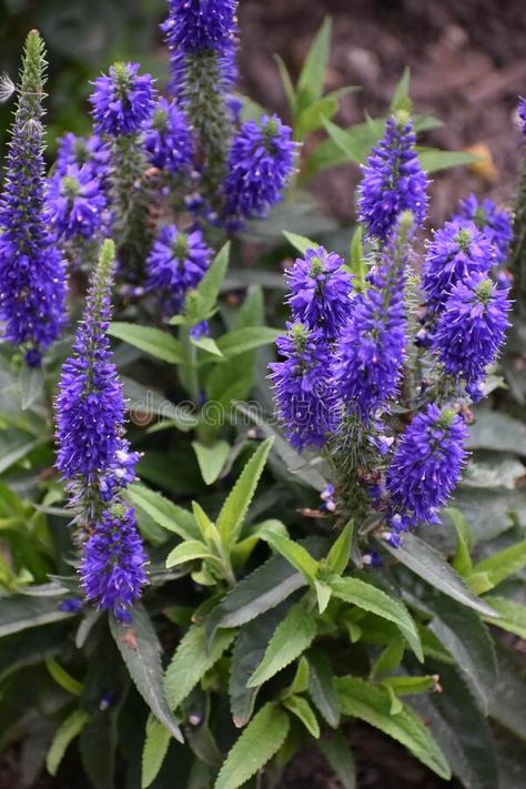 Veronica Speedwell Flowers Blooming in Garden royalty free stock photos Purple Perennials, Garden Flowers Perennials, Flowers Perennials, Summer Time, Wisconsin, Purple Flowers, Perennials, Blue And Purple, Flower Garden