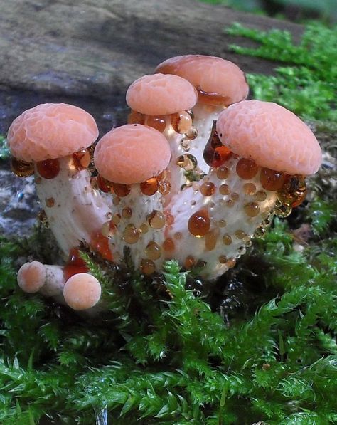 Wrinkle Peach Mushroom, Wrinkled Peach Mushroom, Peach Mushroom, Mushroom Core, Mushroom Images, Mushroom Plant, Goth Garden, Mushroom Pictures, Slime Mould