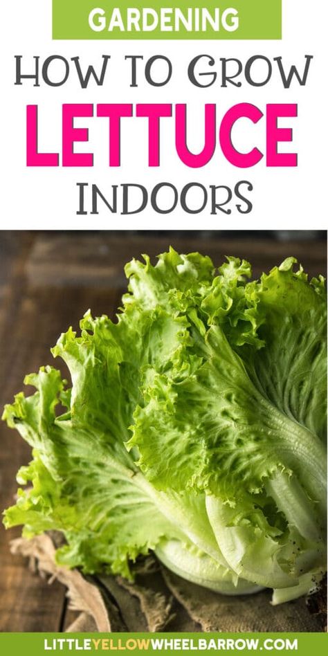 Indoor Lettuce Growing, Growing Lettuce Indoors, How To Grow Lettuce, Giant Garden, Grow Lettuce, Indoor Herbs, Growing Vegetables Indoors, Types Of Lettuce, Sustainable Homestead