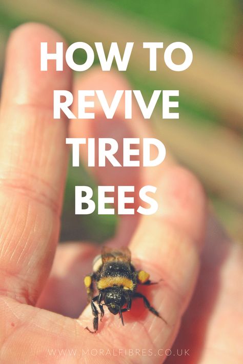 how to revive tired bees Beekeeping For Beginners, Bee Friendly Garden, Raising Bees, Simple Sugar, Backyard Beekeeping, Buzzy Bee, I Love Bees, Bee Keeper, Bee Garden