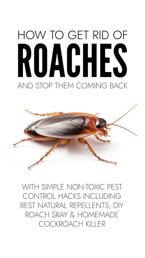 Get rid of cockroaches easily with natural cockroach repellents you already have in your kitchen plus DIY roach spray and homemade cockroach killer. Ways To Get Rid Of Roaches, Roach Traps Homemade, Diy Roach Repellent, How To Get Rid Of Cockroaches Fast Diy, German Roaches Get Rid Of Diy, Diy Roach Killer Homemade, How To Kill Cockroaches Fast, Kill Roaches Fast, Cockroaches How To Get Rid Of