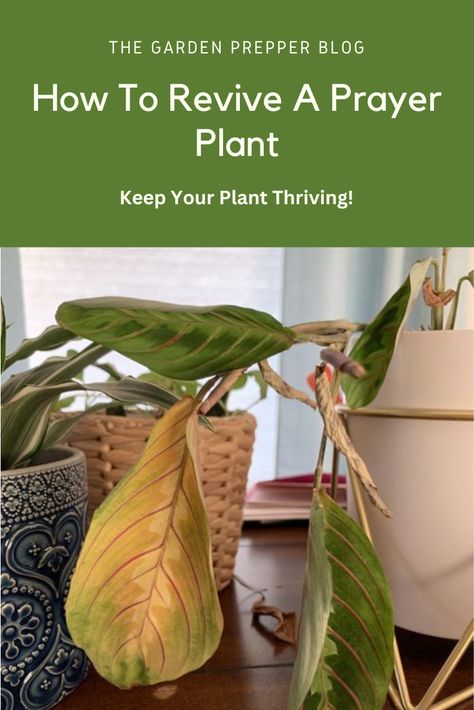 how to revive a prayer plant Red Maranta Prayer Plant, Red Prayer Plant, Red Maranta, Maranta Plant, Gardening Notes, Prayer Plant Care, Plants Grown In Water, Plant Jungle, Plants Care