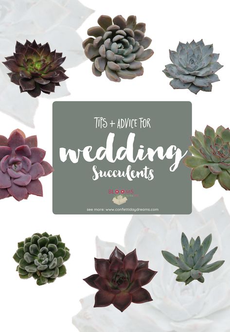 Black And Succulent Wedding, Succulent Arch Wedding, Succulent Wedding Decorations, Copper Wedding Theme, Succulent Care Tips, Fall Wedding Ceremony Decorations, Wedding Succulents, Succulent Wedding Cakes, Succulent Wedding Decor