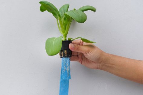 The Hydroponic Wick System is the second most simple hydroponic system to build! The Hydroponic Wick System is very similar to the Kratky method hydroponics Kratky Method, Diy Aquaponics, Plant Seedlings, Jar Opener, Big Plants, Mason Jar Lids, Glass Mason Jars, Lid Storage, Hydroponics System