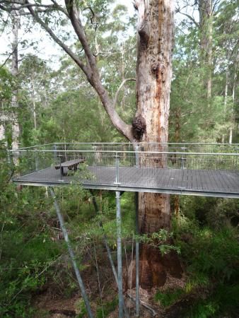 Tree House Platform, Tree Top View, Mini Chalet, Fruit Tree Garden, Trees Top View, Viewing Platform, Tree House Kids, Cool Tree Houses, Picture Tree