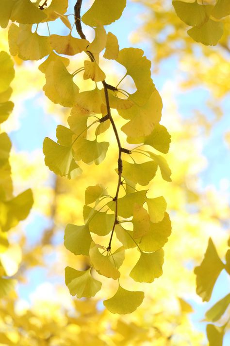 Hillside Garden, Ginkgo Tree, Gingko Leaves, Plant Fungus, Dream Photography, Canvas Painting Designs, Big Leaves, Ginkgo Leaf, Tree Wallpaper