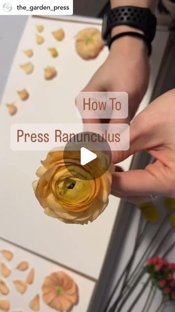 💐Flower Press Tips🌷by Berstuk on Instagram: "A few simple steps to press ranunculus!   I have a love/hate relationship with all those petals 😂   What flower do you want to learn to press next? . . . 📸 @the_garden_press 🌼💛✨  —————————————————————  #flowerpress #flowerpressing #flowerpressed #flowerpressings #flowerpressingart #flowerpressingtips #flowerpressart #flowerpresstips #flowerpresskit #flowerpressproject #flowerpressedart #flowerpressingkit #flowerpresser #flowerpresses #flowerpressersofinstagram #flowerpressingproject #berstuk #pressedflower #pressedflowerart #pressedflowerartist #pressedflowercraft #pressedflowersuk #pressingflowers #pressingflowersandleaves" Press Flowers Art, How To Dry Wedding Flowers, Diy Flower Pressing, Wedding Flower Press, Pressed Flower Sign, How To Press Peonies, How To Press Large Flowers, Diy Flower Press How To Make, Press Flower Art