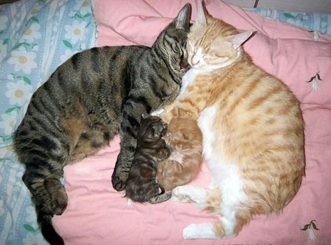 "@kawakishi: @gaiphankai @Kate3015 @dermott_ann @mainzina @hassanrashed3  @cliffping pic.twitter.com/mM5dCiMao1"  Parenting is Exhausting! Cat Family Portrait, Cat Friends, Animal Family, Cat Woman, Orange Cats, Cat Parenting, Cat Pictures, Cat Family, Family Picture