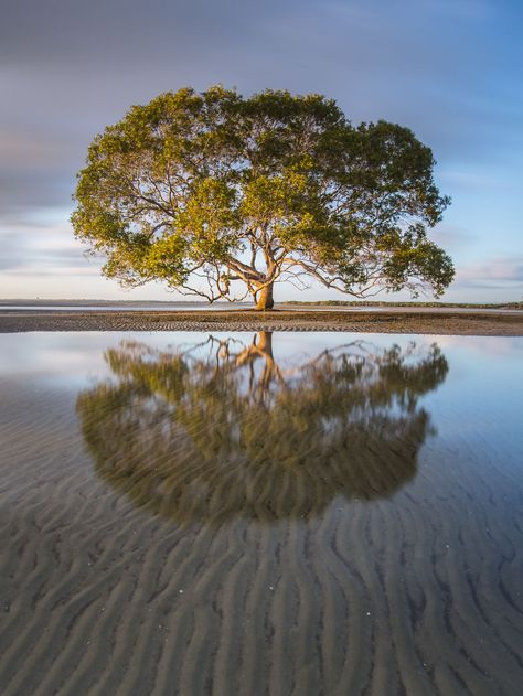 Symmetry Photography, Maths In Nature, The Lone Ranger, Reflection Photography, Prehistoric Art, Lone Tree, Lone Ranger, Winter Photo, Composition Photography