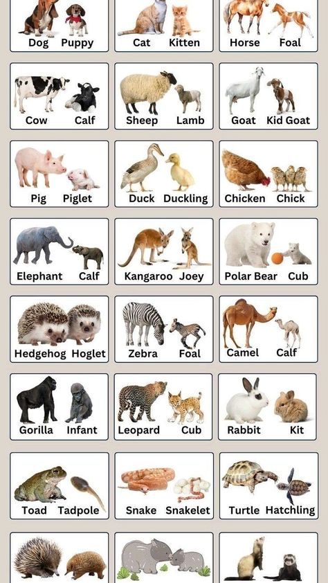 Young Ones Of Animals, Names Of Animals, Animal Pictures For Kids, Animals Name In English, Animals Name, Fun Worksheets For Kids, North American Animals, French Flashcards, School Kids Crafts