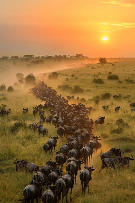 "Experience the awe-inspiring Serengeti Migration, nature's greatest show! 🌍🐾 Witness millions of wildebeest and zebras on their incredible journey across the plains. 🦓🦁 #SerengetiMigration #Nature #Wildlife" Great Migration Serengeti, Migration Animals, Africa Collage, Madagascar Wildlife, South Africa Nature, Animal Migration, Wildebeest Migration, Plains Landscape, Serengeti Tanzania