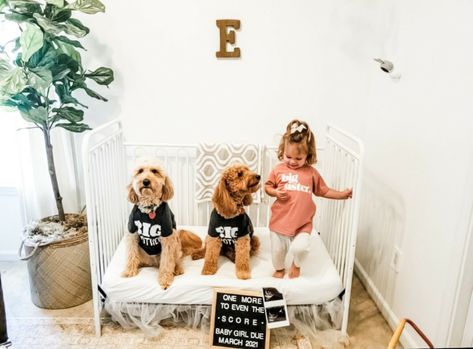 Big Sister Announcement With Dog, Big Brother Announcement With Dog, Pregnancy Announcement Pets, Sibling Announcement Second Child, Baby Sister Announcement, Second Child Pregnancy Announcement, 2nd Child Announcement, Second Child Announcement, Baby Number 2 Announcement