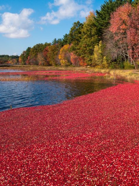 Cranberry Bog, New England Coast, Cape Cod Ma, Cape Cod Massachusetts, Babymoon, Harvest Season, We Fall In Love, Fall Wallpaper, Plan A