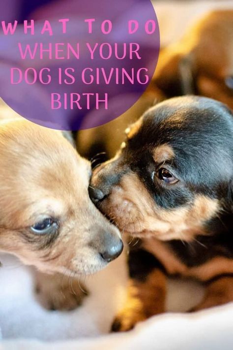 Dog Labor And Delivery, Dog Giving Birth, Dog Having Puppies, Dog Labor, Pregnant Dogs, Dog Whelping, Outdoor Dog Area, Breeding Business, Dog Breeding Business