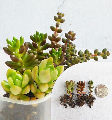 A pack of 3 beautiful baby plants: Sedum 'Golden Glow', Sedum rubrotinctum and Sedum stahlii. Bean Plant, Small Baby, Jelly Beans, Green Leaves, Green, Plants