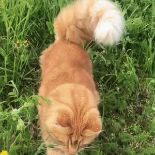 Animated GIF - Find & Share on GIPHY Sensory Images, Random Gif, Moving Image, Silly Cats, Orange Cat, Cat Gif, Animated Gif, Animal Pictures, Baby Animals