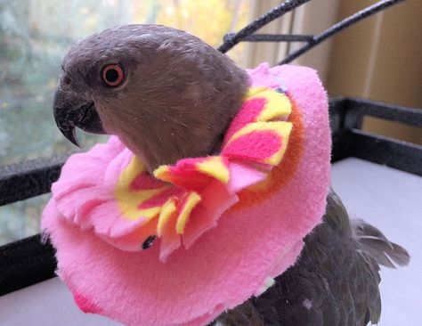 Bird Clothes, Bird Nest Jewelry, Bird Collar, Eclectus Parrot, Birds Pet, Bird Diy, Pet Birds Parrots, Indian Ringneck, Crazy Bird