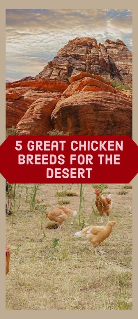 Living in the desert comes with a unique set of challenges. To many low desert dwellers, one of those challenges is selecting a chicken breed that can handle the temperatures. As deserts can get very hot and dry for extended periods, you should choose very heat-hardy breeds. While most chicken breeds can survive in most biomes, some are unquestionably more suited for the desert environment than others. I.E., breeds that were specifically bred to handle hot climates. Hot Climate Chicken Coop, Chicken Permaculture, Homesteading In The Desert, Desert Agriculture, Plants Chickens Like To Eat, Arizona Chicken Coop, Desert Chicken Coop, Desert Farm, Backyard Chickens Diy