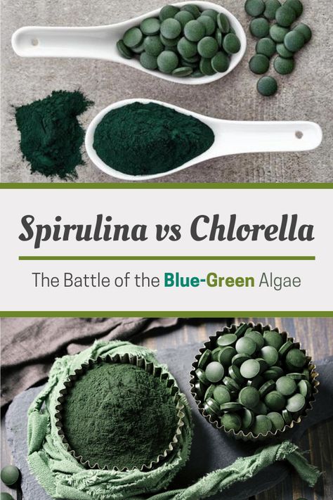 Spirulina vs Chlorella - The Battle of the Blue-Green Algae - Superfoodliving.com Spirulina Chlorella Benefits, Spirulina Vs Chlorophyll, Spirulina Vs Chlorella Benefits, Chlorella Vs Spirulina, Spirulina Benefits For Women, Blue Spirulina Benefits, Algae Recipes, Chlorophyll Benefits Women, Growing Spirulina