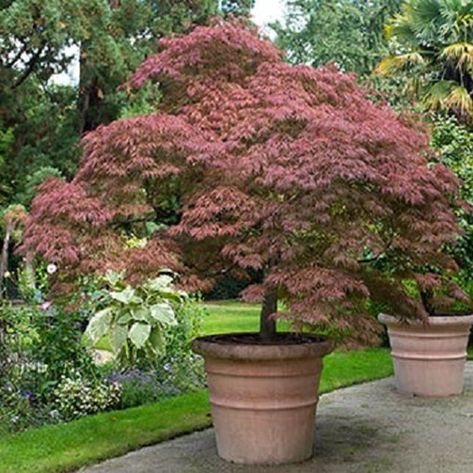 Velvet Viking Japanese Maple Acer palmatum var. dissectum 'Monfrick' Zone 4 6-10 tall and wide Red Dragon Japanese Maple, Japanese Maple Varieties, Coral Bark Japanese Maple, Dragon Japanese, Red Maple Tree, Japanese Maples, Japanese Maple Tree, Acer Palmatum, Fast Growing Trees