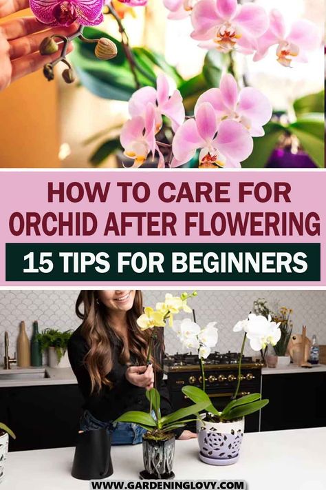 Caring for orchids can be a rewarding experience, but it takes some time and effort to maintain their beauty. Here are tips on how to care for orchids during their flowering phase. Care Of Orchids, Type Of Plants, Orchid Growing, Orchid Drawing, Phalaenopsis Orchid Care, Orchid Plant Care, Orchid Photography, Care For Orchids, Orchid Centerpieces