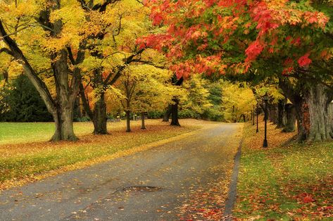 These Connecticut fall foliage driving tours lead to CT's best foliage views. Follow these scenic roads for a peak autumn experience. Connecticut Fall, Fall In Connecticut, Connecticut Travel, Harpers Ferry, New England Fall, New England Travel, Scenic Roads, Autumn Drives, Hawaii Beaches