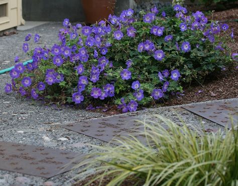 Geranium Rozanne - love, love, love this plant. Have some elswhere in the front, need more in three other spots. Rozanne Geranium, Geranium Rozanne, Cranesbill Geranium, Hardy Geranium, Rock Gardens, Front Landscaping, Starter Plants, Late Fall, Flowers Perennials