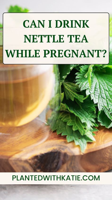 Is nettle tea safe during pregnancy? This question is important for many expecting mothers who are curious about the benefits and risks of drinking nettle tea while pregnant. #nettletea #stingingnettle #herbaltea #herbsduringpregnancy Tea While Pregnant, Nettle Tea Benefits, Nettle Benefits, Parsley Tea, Pregnancy Side Effects, Nettle Tea, Fertility Tea, Pregnancy Tea, Spearmint Tea