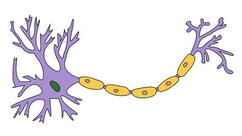 Myelin Brain Anatomy And Function, Demyelinating Disease, Brain And Spinal Cord, Medical Stickers, Nerve Fiber, White Matter, Brain Anatomy, Magnetic Resonance Imaging, Stem Cell Therapy