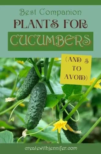 Best Companion Plants for Cucumbers (And the 5 Worst) - Create With Jennifer Cucumber Varieties, How To Grow Watermelon, Yard Art Crafts, Cucumber Plant, Bush Beans, Aromatic Herbs, Summer Squash, Garden Pests, Different Plants