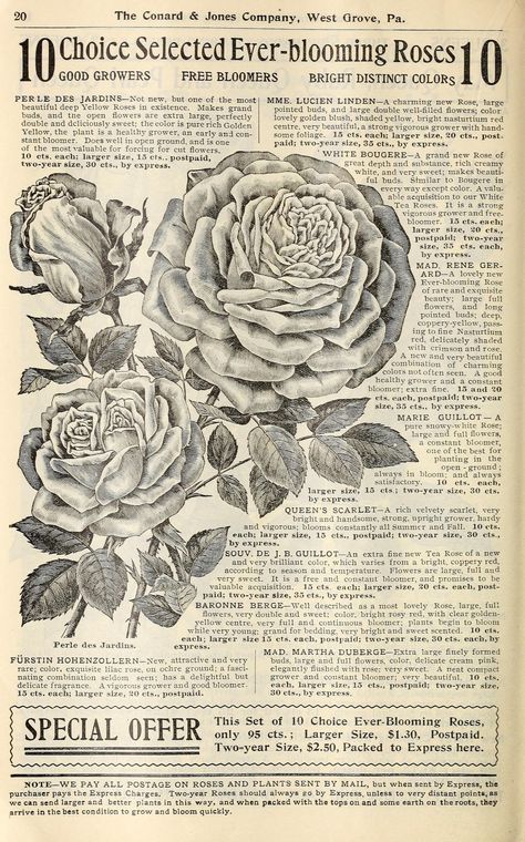 Newspaper Flowers, Quote Collage, Grunge Posters, Papel Vintage, Pastel Poster, Scrapbook Printing, Witchy Wallpaper, Vintage Newspaper, Picture Collage Wall