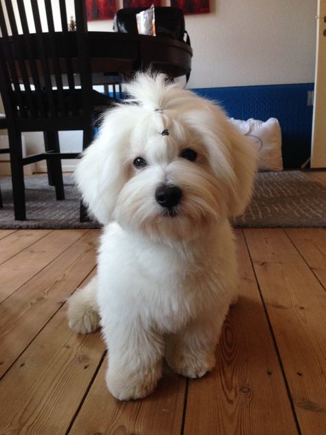 Puppy cut Maltese Poodle Puppies, Coton De Tulear Puppy, Coton De Tulear Dogs, Puppy Cut, Coton De Tulear, Super Cute Puppies, Cute Puppy Pictures, Puppy Stuff, Haircut Styles