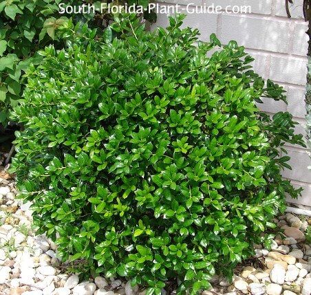 Burford Holly, Holly Shrub, Holly Plant, Florida Plants, Zone 7, Backyard Plants, Best Perennials, Small Shrubs, Front Landscaping