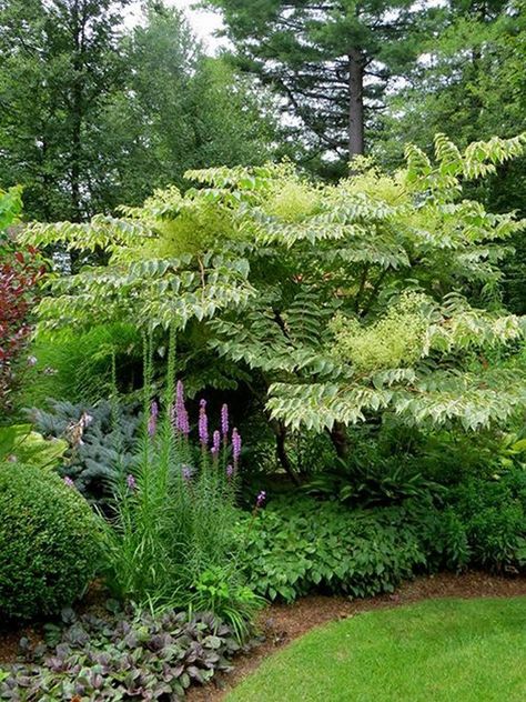 Juniper Hill, Cottage Garden Design, Landscape Edging, Garden Shrubs, Have Inspiration, Beautiful Backyards, Garden Borders, Garden Care, Small Garden Design