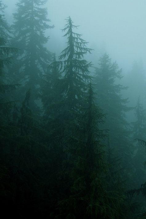 In the fog Forks Washington Twilight, Forks Twilight, Forks Washington, Misty Forest, Photo Challenge, Mountain Top, Nature Aesthetic, Green Aesthetic, Rye