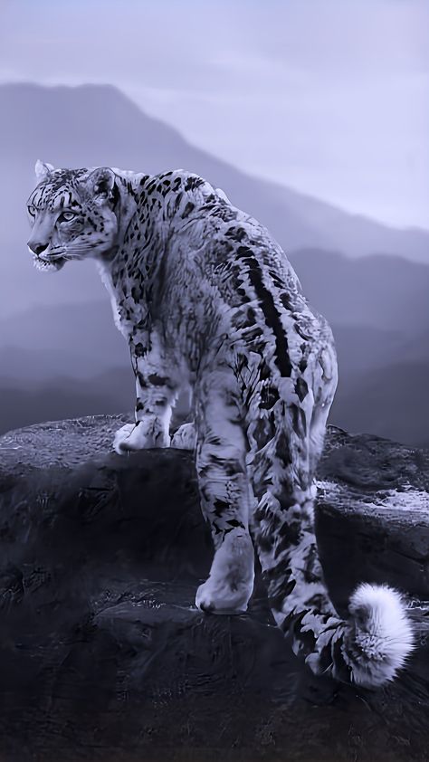 Black Snow Leopard, White Animal Aesthetic, Beautiful Animals Photography, Snow Leopard Wallpaper, Snow Leopard Art, Leopard Pictures, Snow Animals, Wild Animals Photos, Leopard Art