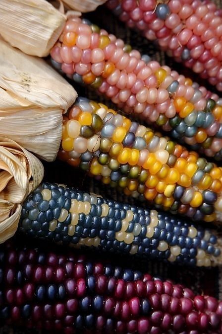 Mexico Corn, Colorful Corn, Gem Corn, Colored Corn, Rainbow Corn, Balcony Herb Gardens, Corn Painting, Glass Gem Corn, Dried Corn