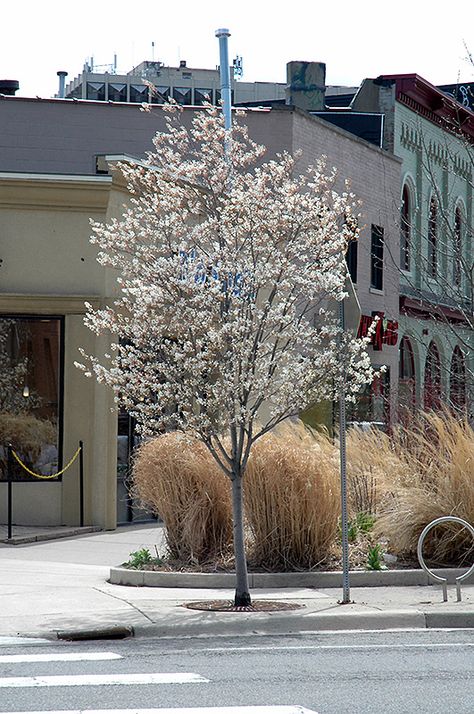 Autumn Brilliance Serviceberry (Amelanchier x grandiflora 'Autumn Brilliance (tree form)') at New Garden Landscaping & Nursery Service Berry Tree, Garden Answer, Landscape Nursery, City Tree, Landscape Plants, Landscaping Supplies, How To Attract Birds, Ornamental Trees, Shade Trees