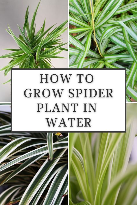 how-to-grow-spider-plant-in-water Spider Plant In Water, Spider Plant Care, Spider Plant Babies, Plant In Water, Airplane Plant, Cat Friendly Plants, Plants Grown In Water, Ribbon Plant, Plant Maintenance