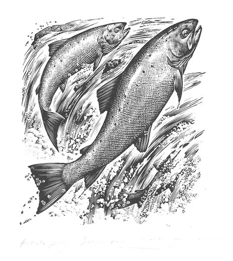 Andrew Davidson #illustration #fish #salmon #river #water #nature #woodcut #print #blackandwhite Fishing Drawing Ideas, Salmon Drawing, Fishing Drawing, Salmon Tattoo, Trout Art, Fly Fishing Art, How To Fish, Fish Artwork, Fishing Pictures