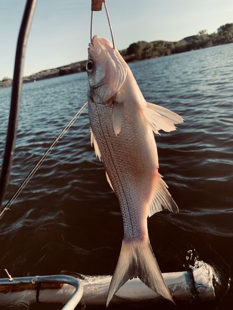 Whiting Fish, Striper Fishing, Southern Life, Bass Fish, Aesthetic Life, Black Person, Bass Fishing, Hunting Fishing, Bass